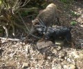 Κυνηγοί στην Καβάλα βασανίζουν με τα σκυλιά τους το αλυσοδεμένο αγριογούρουνο